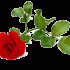 rose